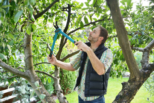 Tree Branch Trimming in Mount Vernon, WA